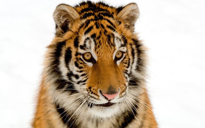 Tiger Cub in Snow — Orange