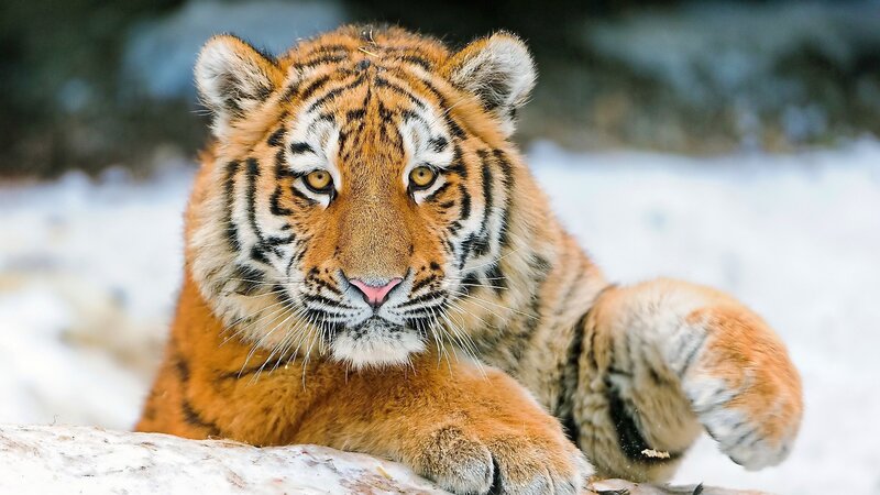 Tiger Cub in Snow — Orange, Winter