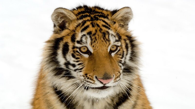 tiger cub in snow