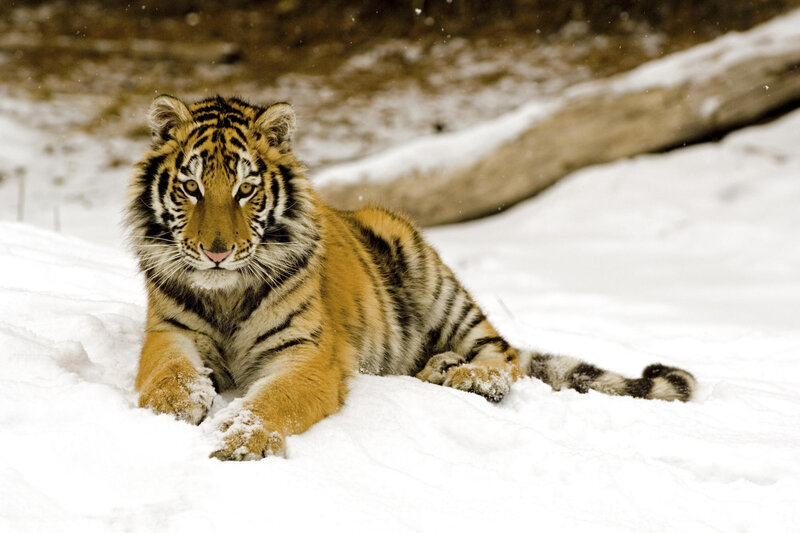 Tiger Cub in Snow — White, Calm, Winter, Photograph, Log