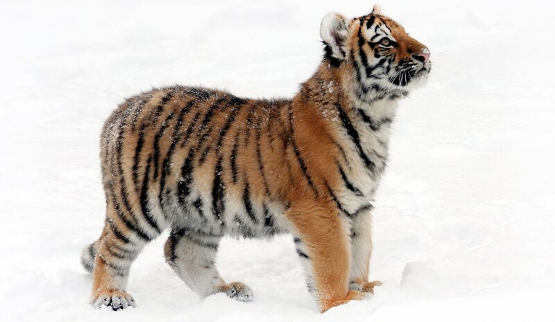 Tiger Cub in Snow — White, Calm, Winter, Photograph