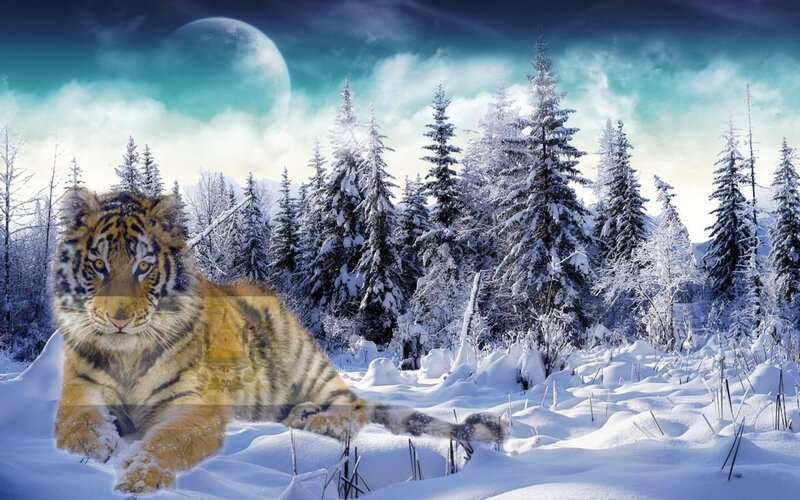 Tiger Cub in Snow — White, Dramatic