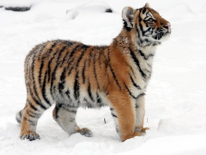 Tiger Cub in Snow — White