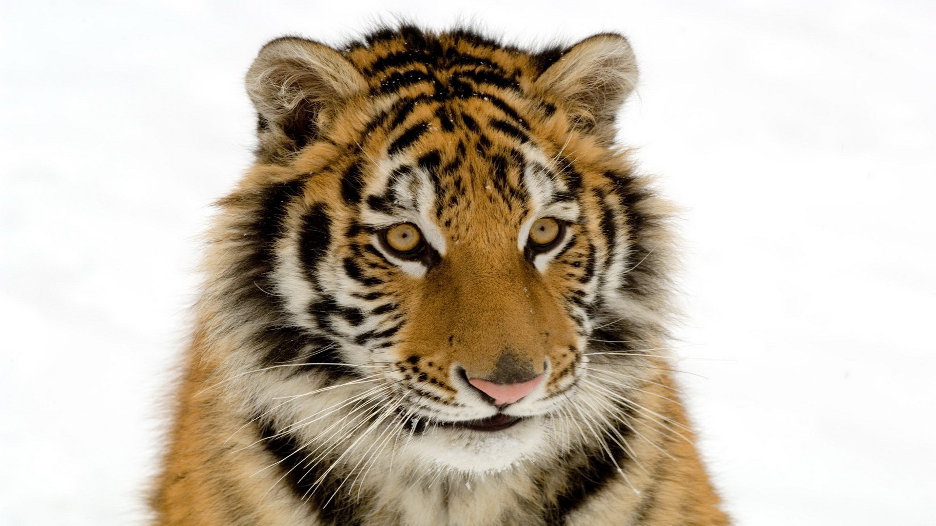 tiger cub in snow