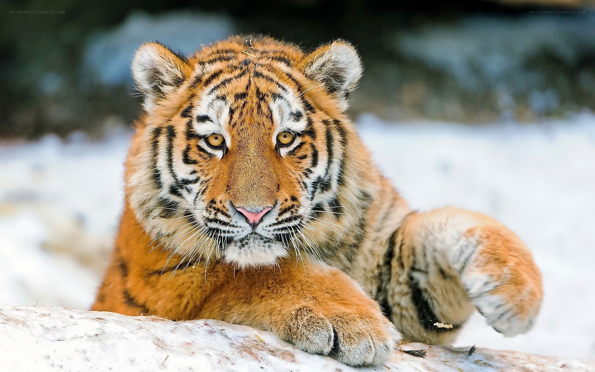 Tiger cub in snowy landscape