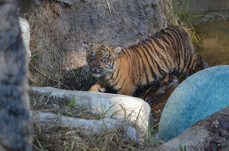 Tiger Cub in Stream
