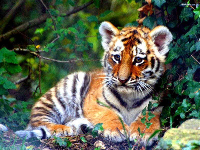 tiger cub in the forest