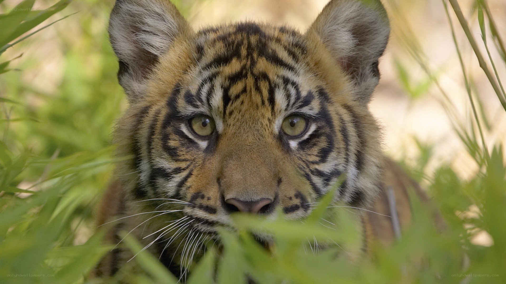 tiger cub in the grass