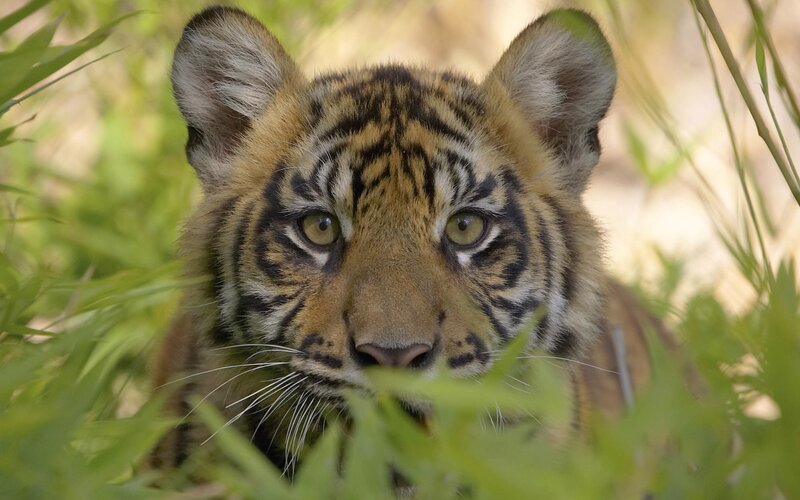 tiger cub in the grass
