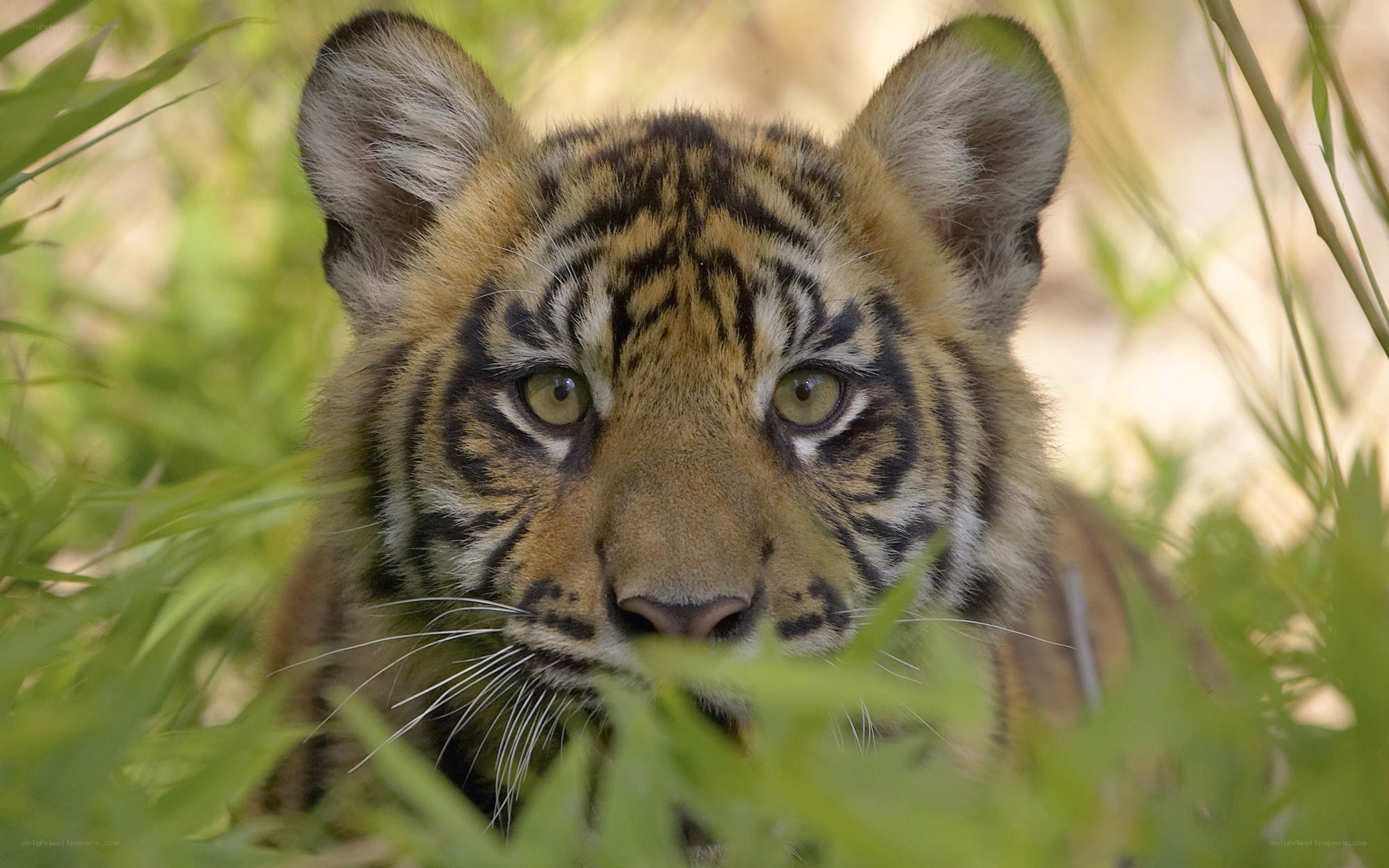 tiger cub in the grass