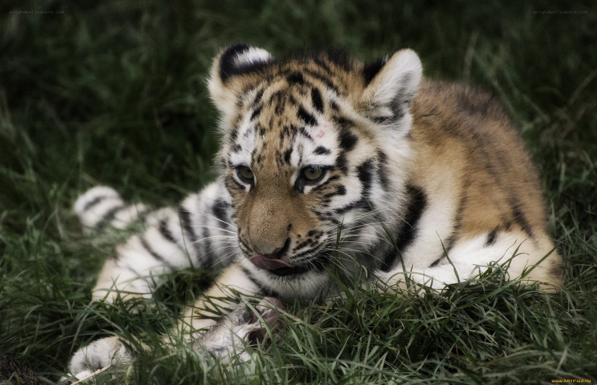 tiger cub in the grass