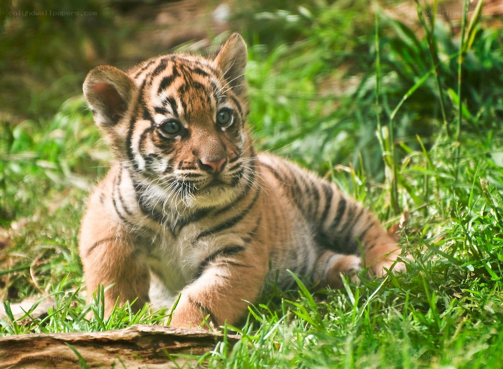 tiger cub in the grass