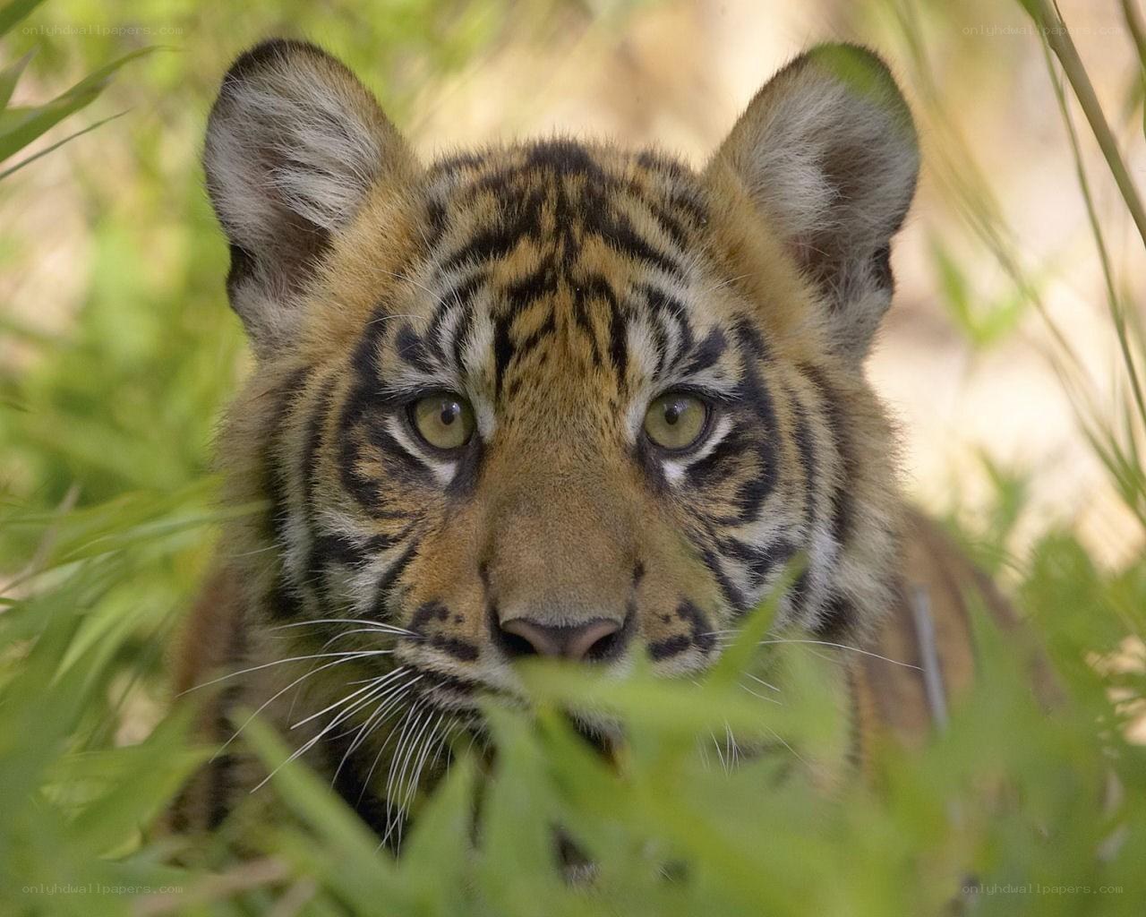 tiger cub in the grass