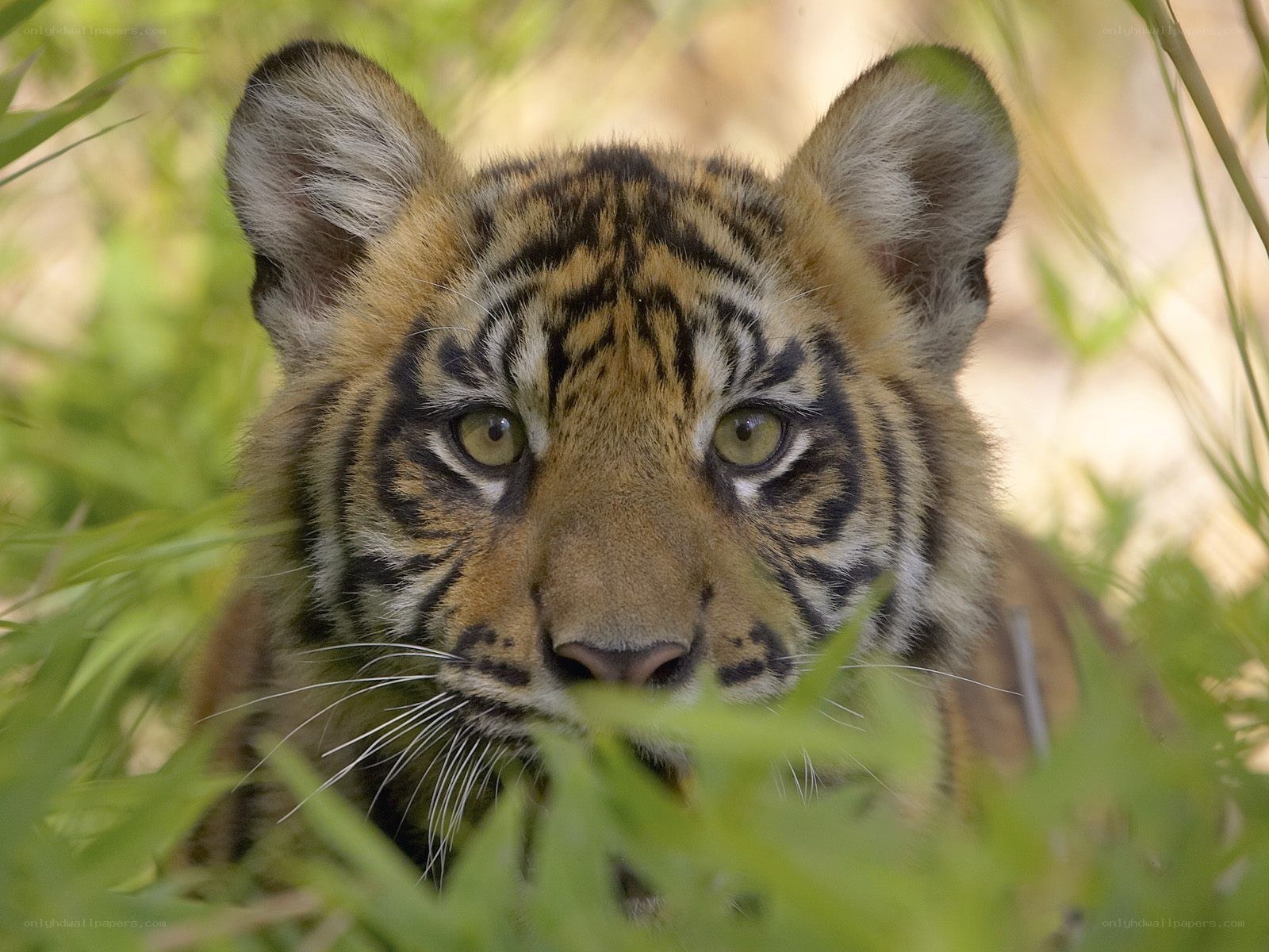 tiger cub in the grass