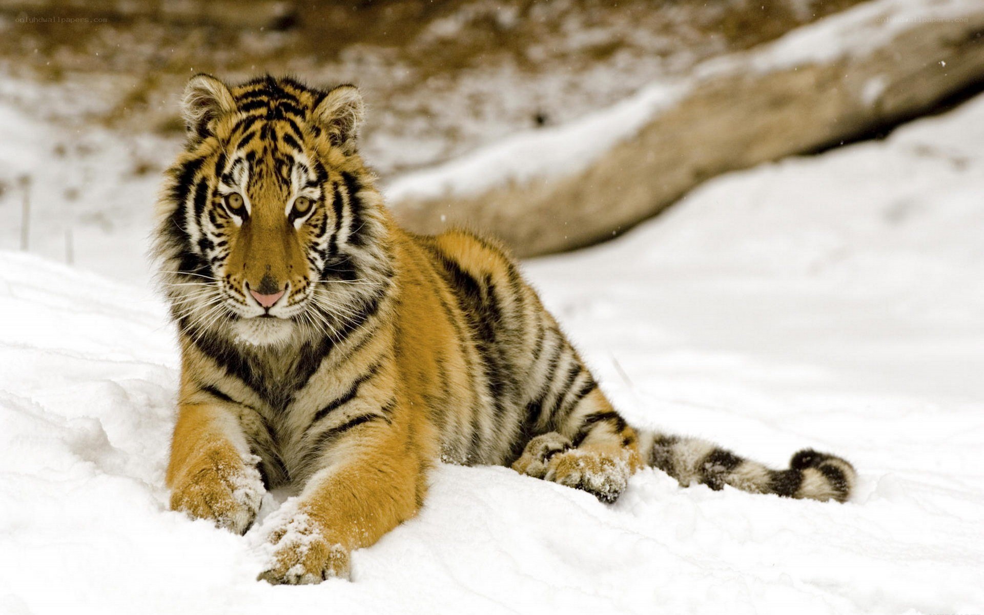 tiger cub in the snow