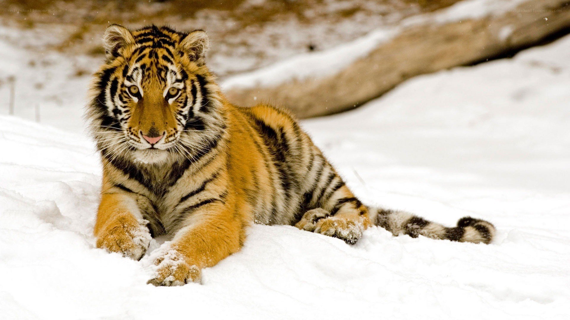 tiger cub in the snow