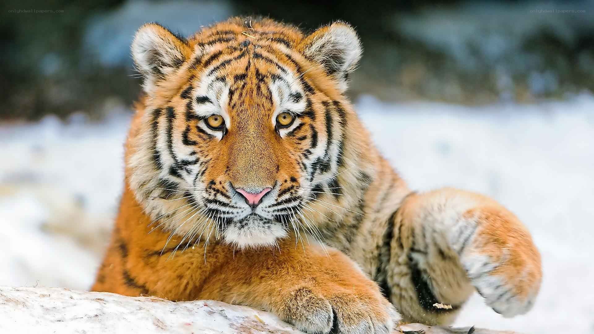tiger cub in the snow