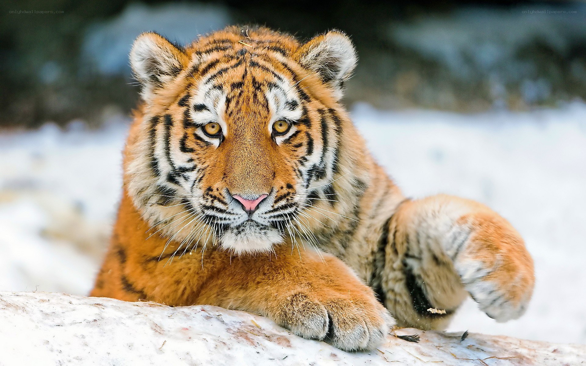 Tiger cub in the snow