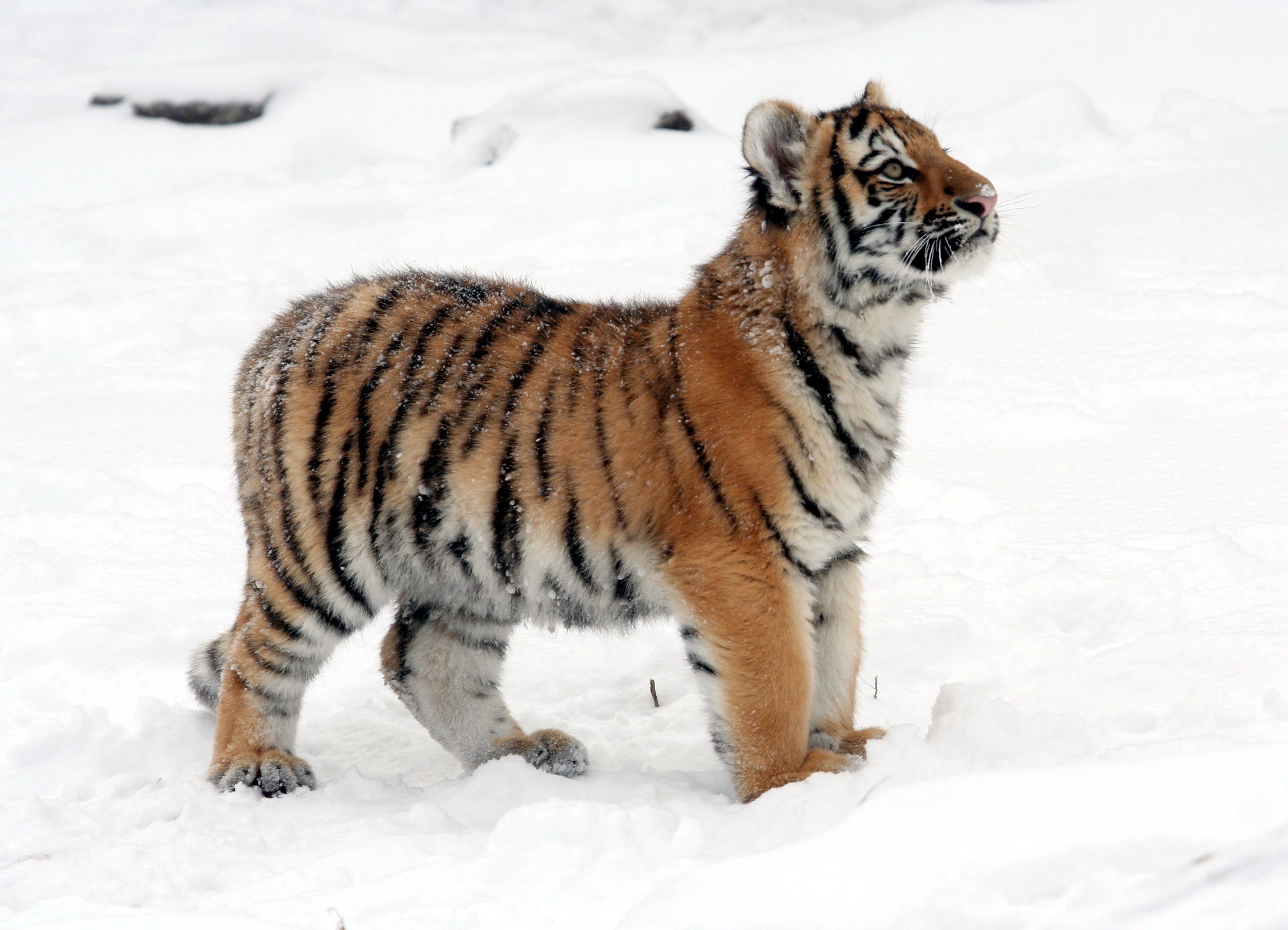 tiger cub in the snow
