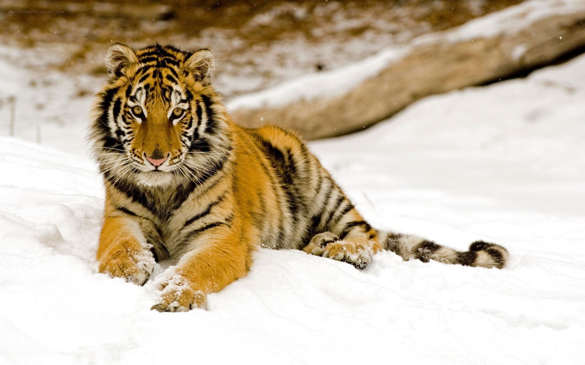 tiger cub in the snow