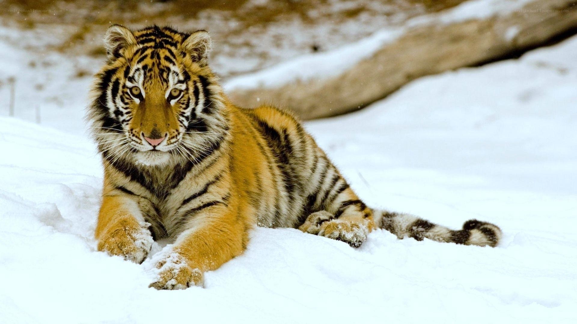tiger cub in the snow