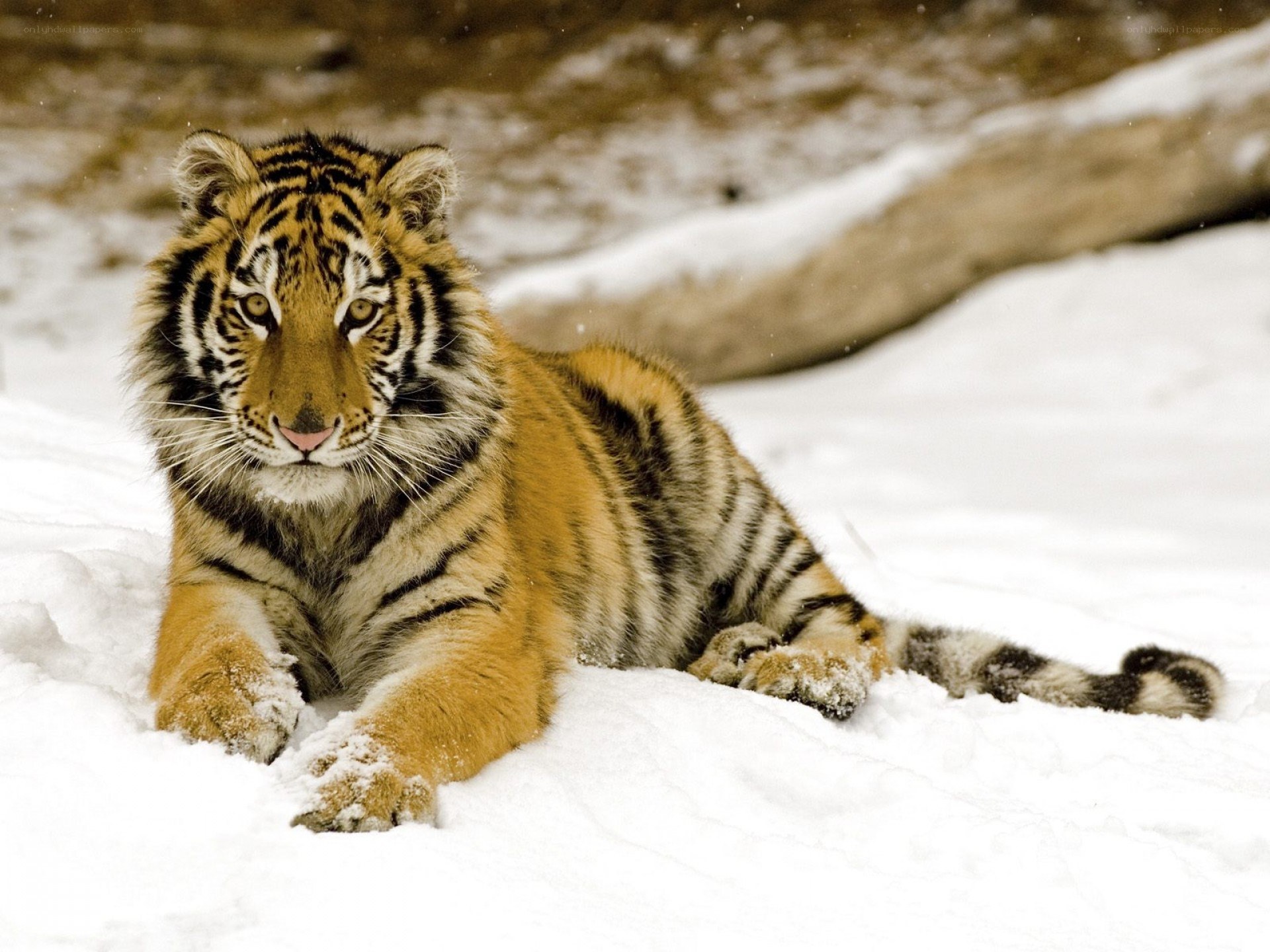 tiger cub in the snow