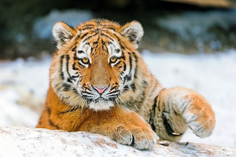 tiger cub in the snow