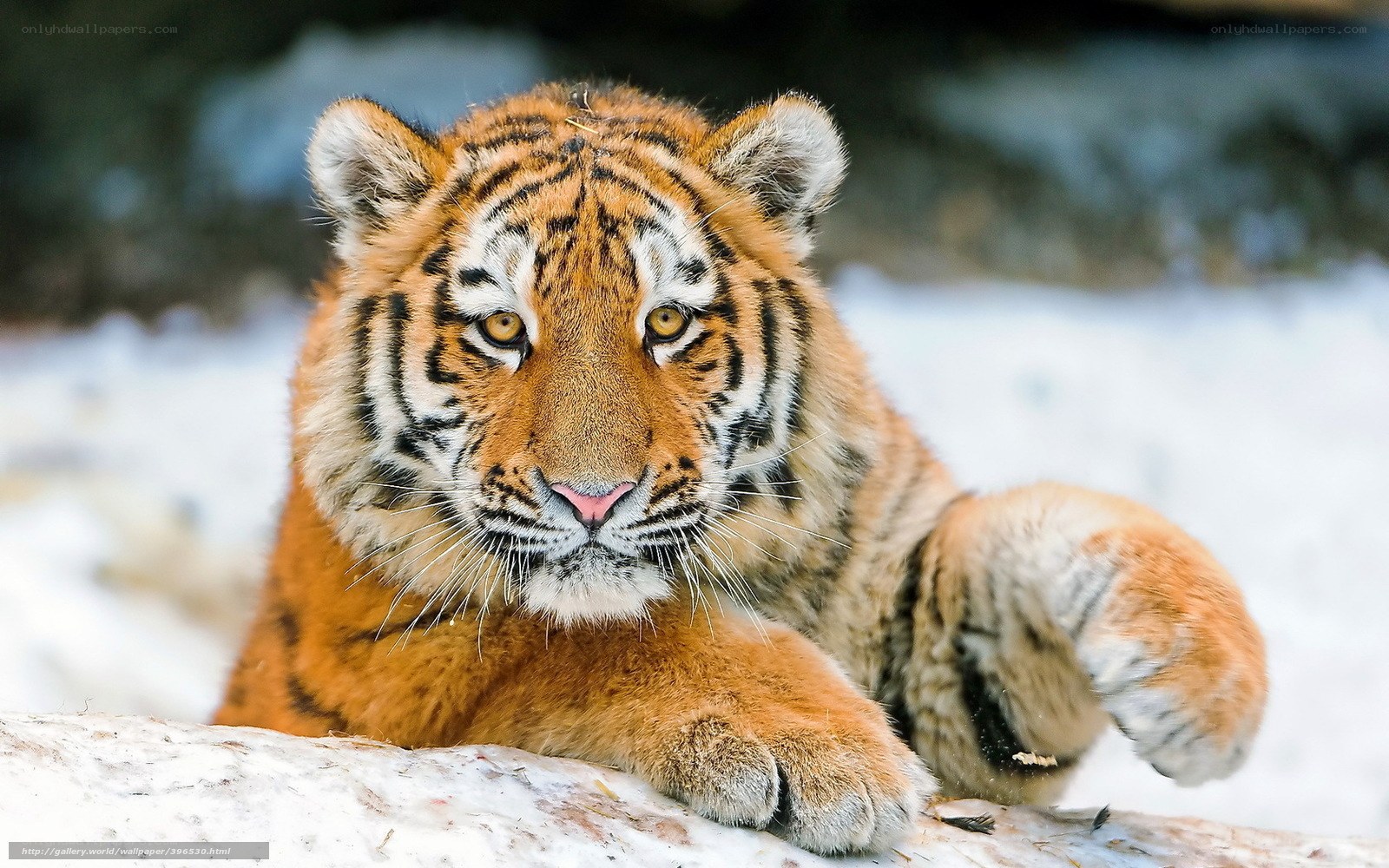 tiger cub in the snow