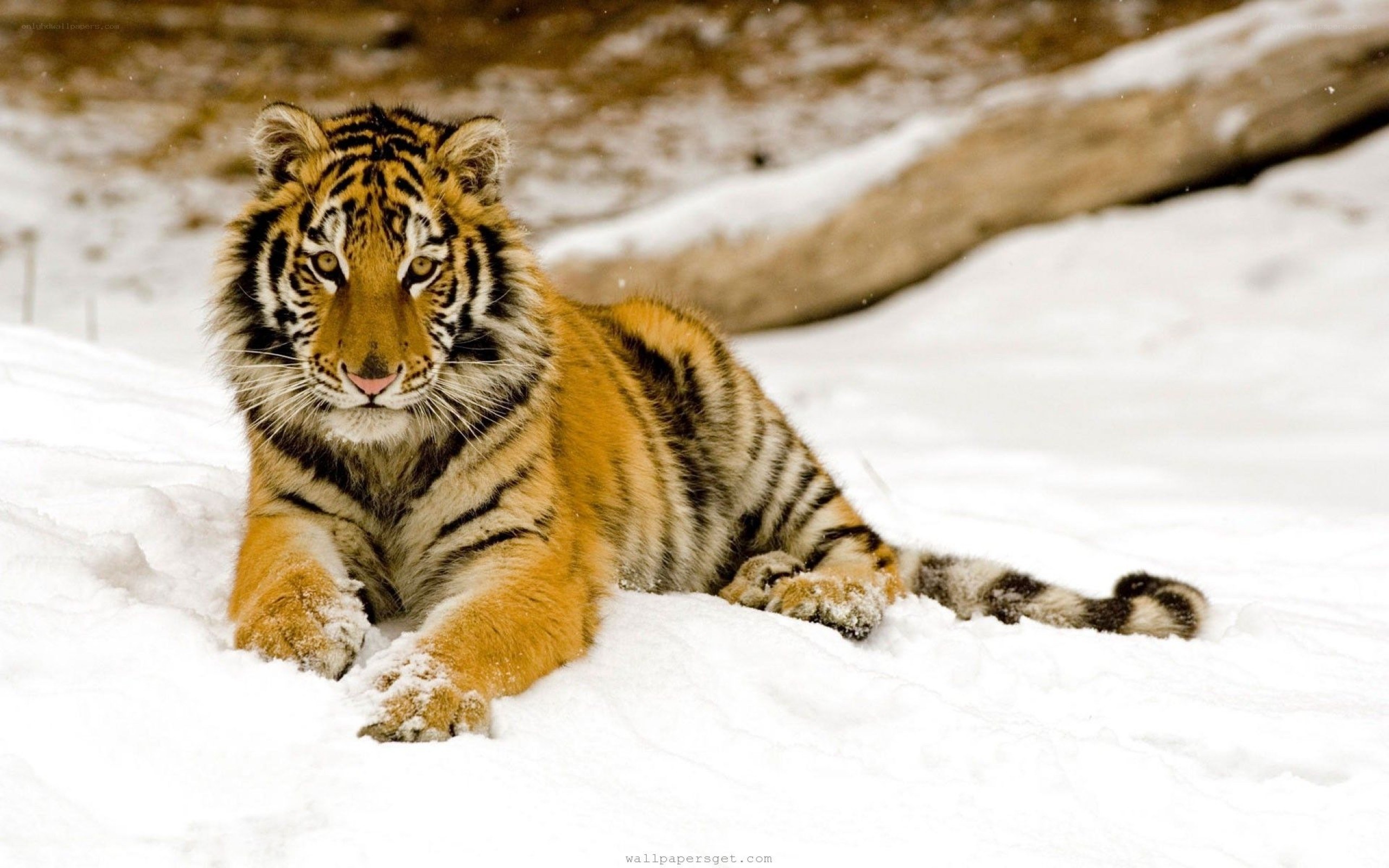 tiger cub in the snow