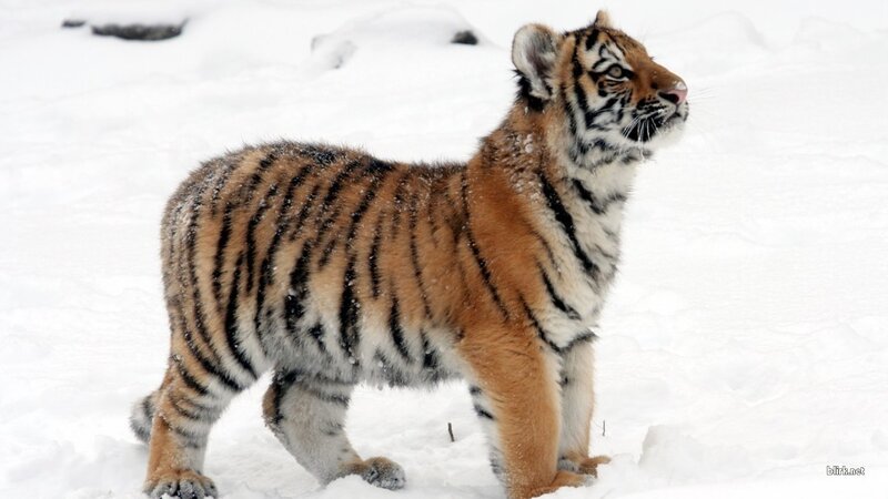tiger cub in the snow