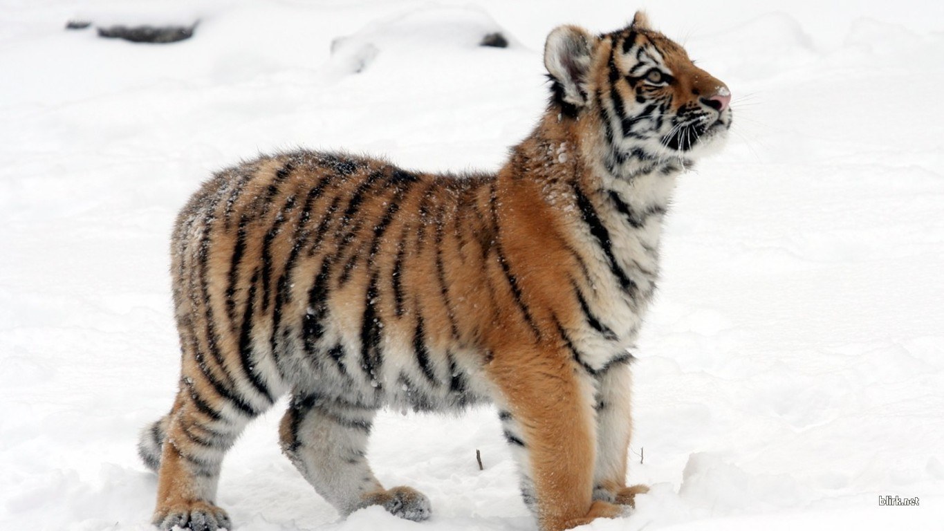 tiger cub in the snow