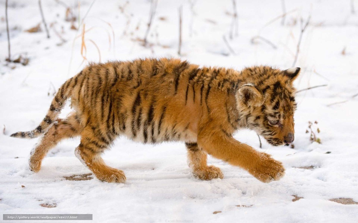 tiger cub in the snow