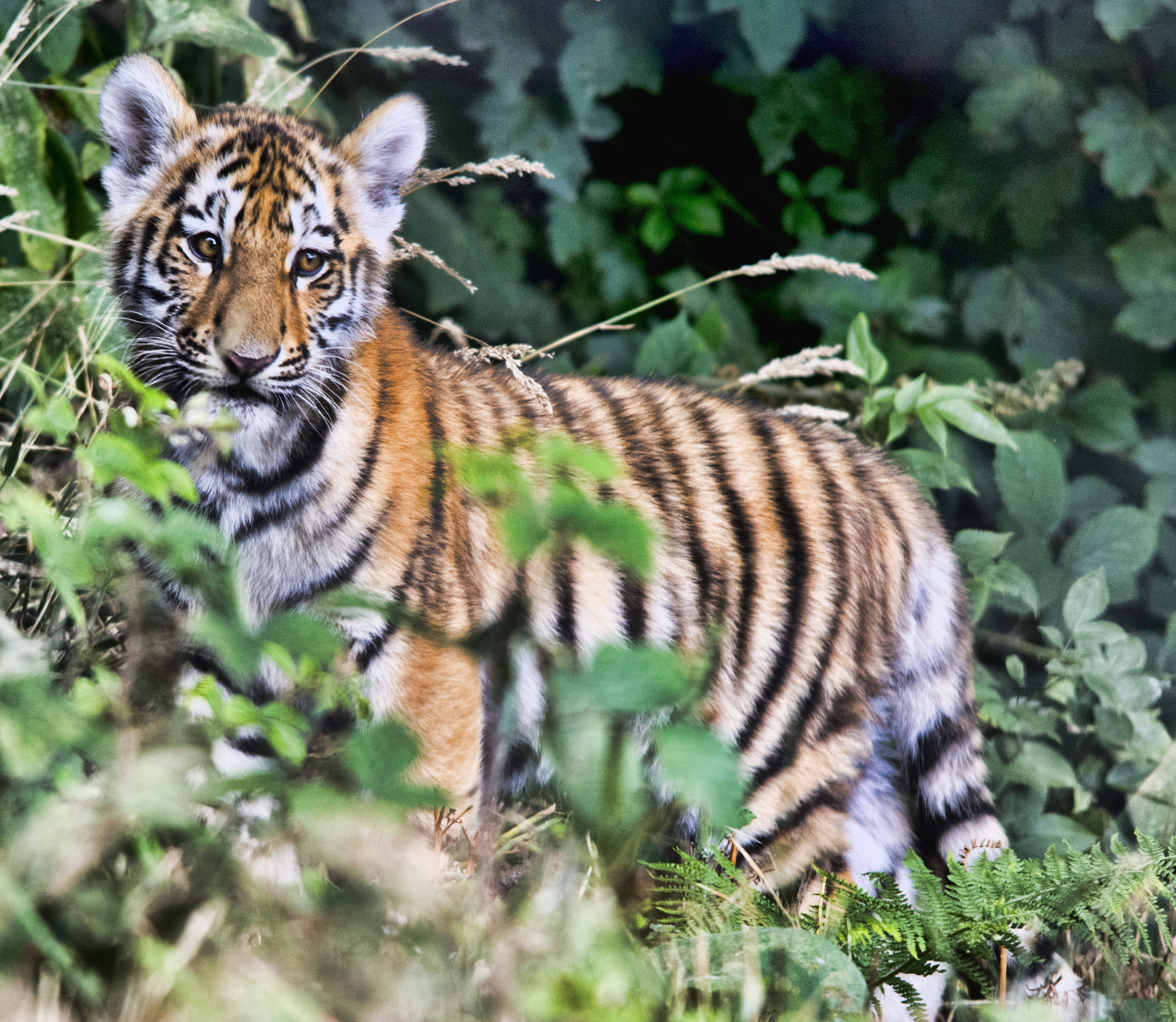 tiger cub in the wild
