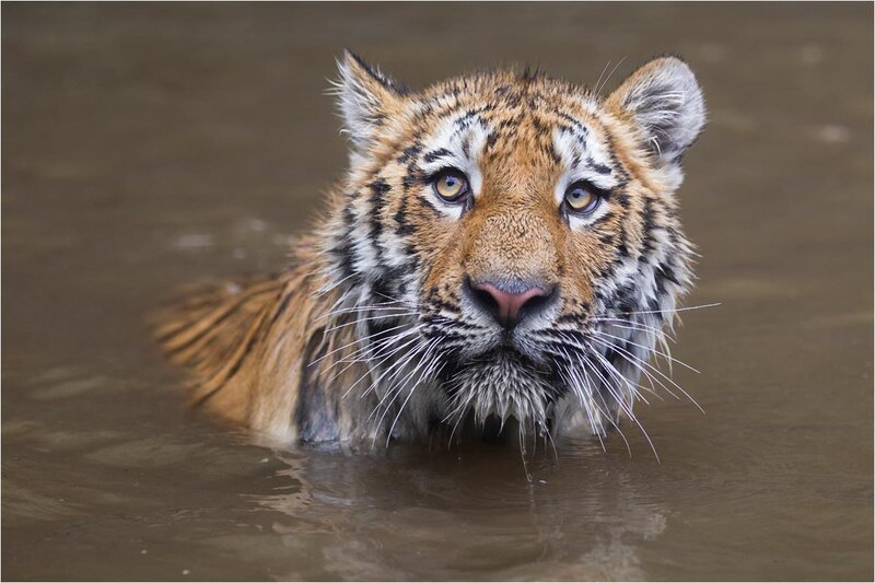 Tiger Cub in Water — Brown, Calm