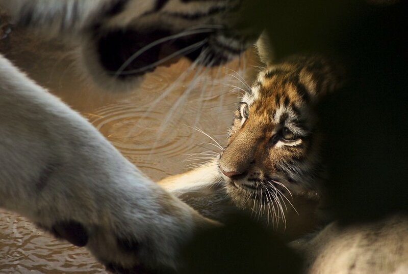 Tiger Cub in Water — Brown