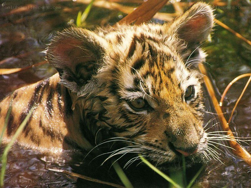 tiger cub in water