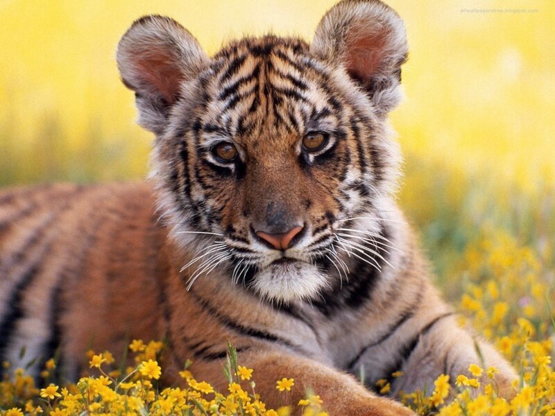 tiger cub in yellow flowers