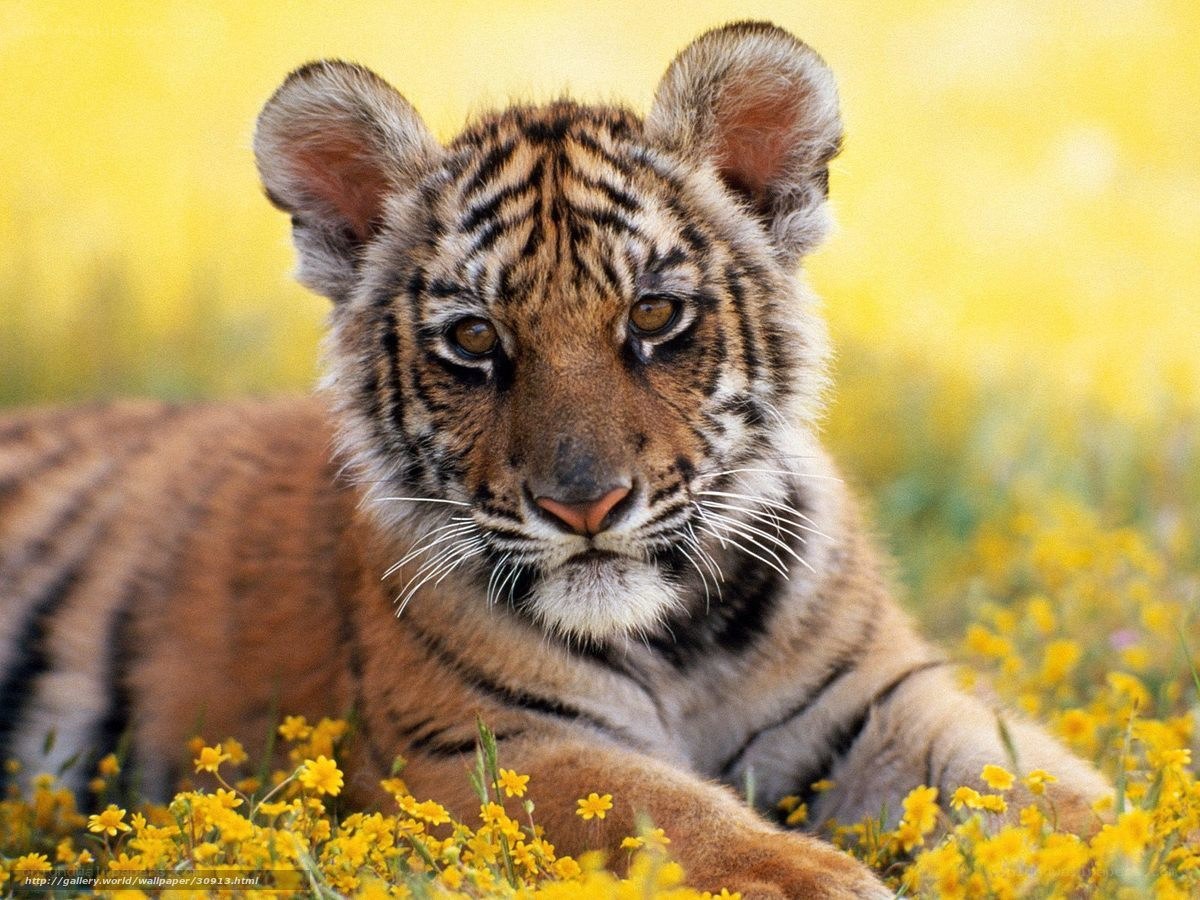 tiger cub in yellow flowers
