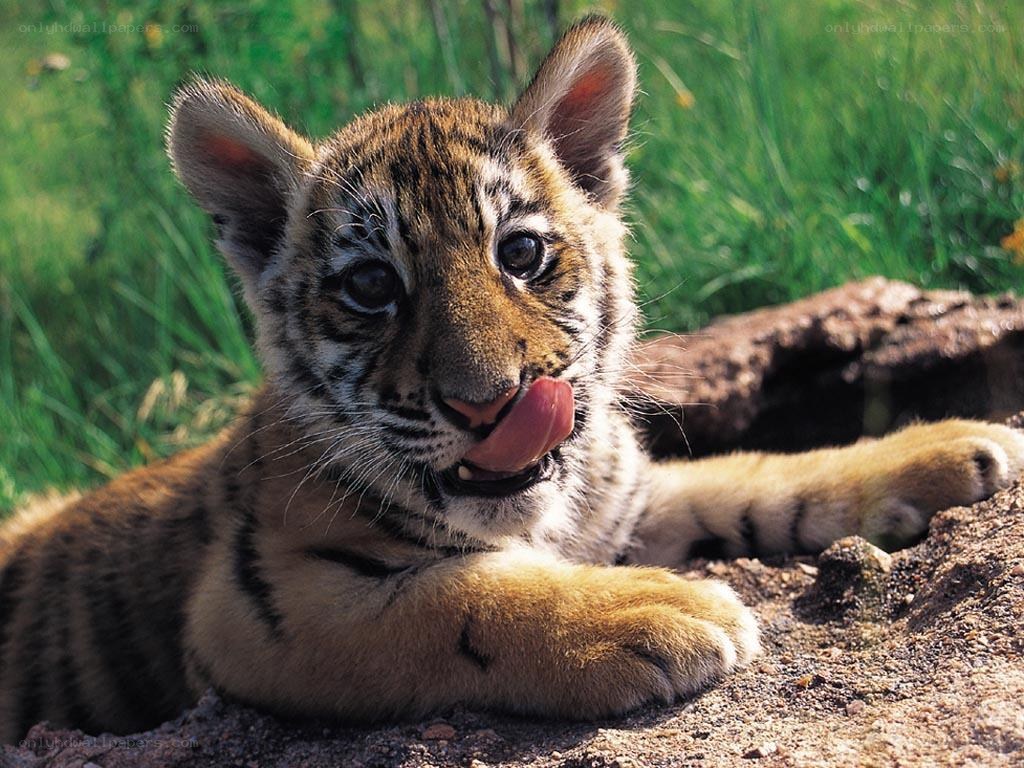 tiger cub licking its lips