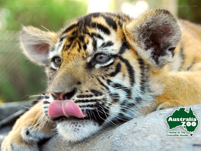 tiger cub licking its lips