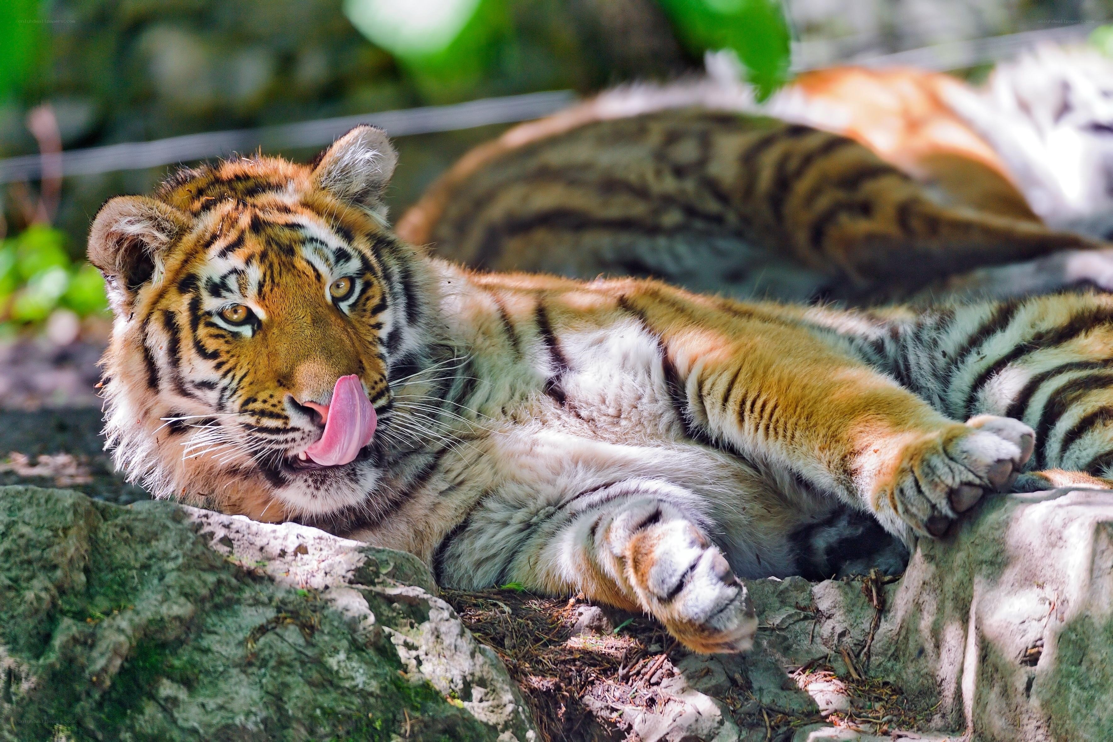 tiger cub licking its lips