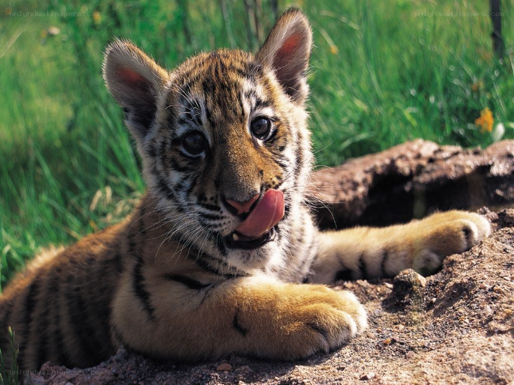 tiger cub licking its nose