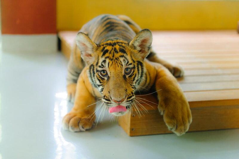 Tiger Cub Licking Lips