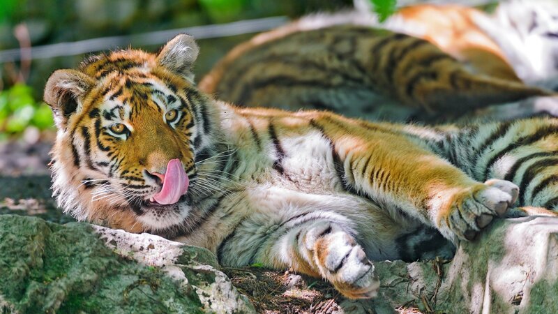 Tiger Cub Licking Nose