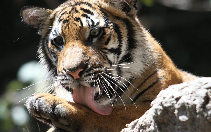 Tiger Cub Licking Paw