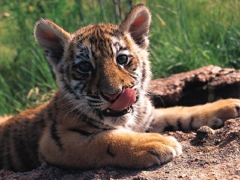 Tiger Cub Licking