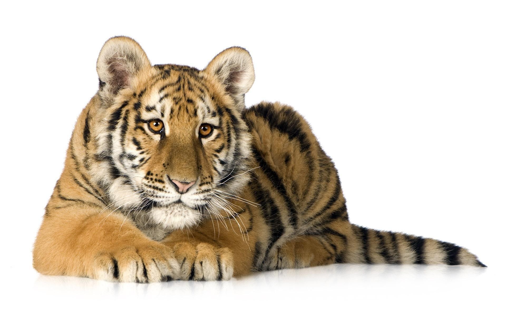 tiger cub lying down