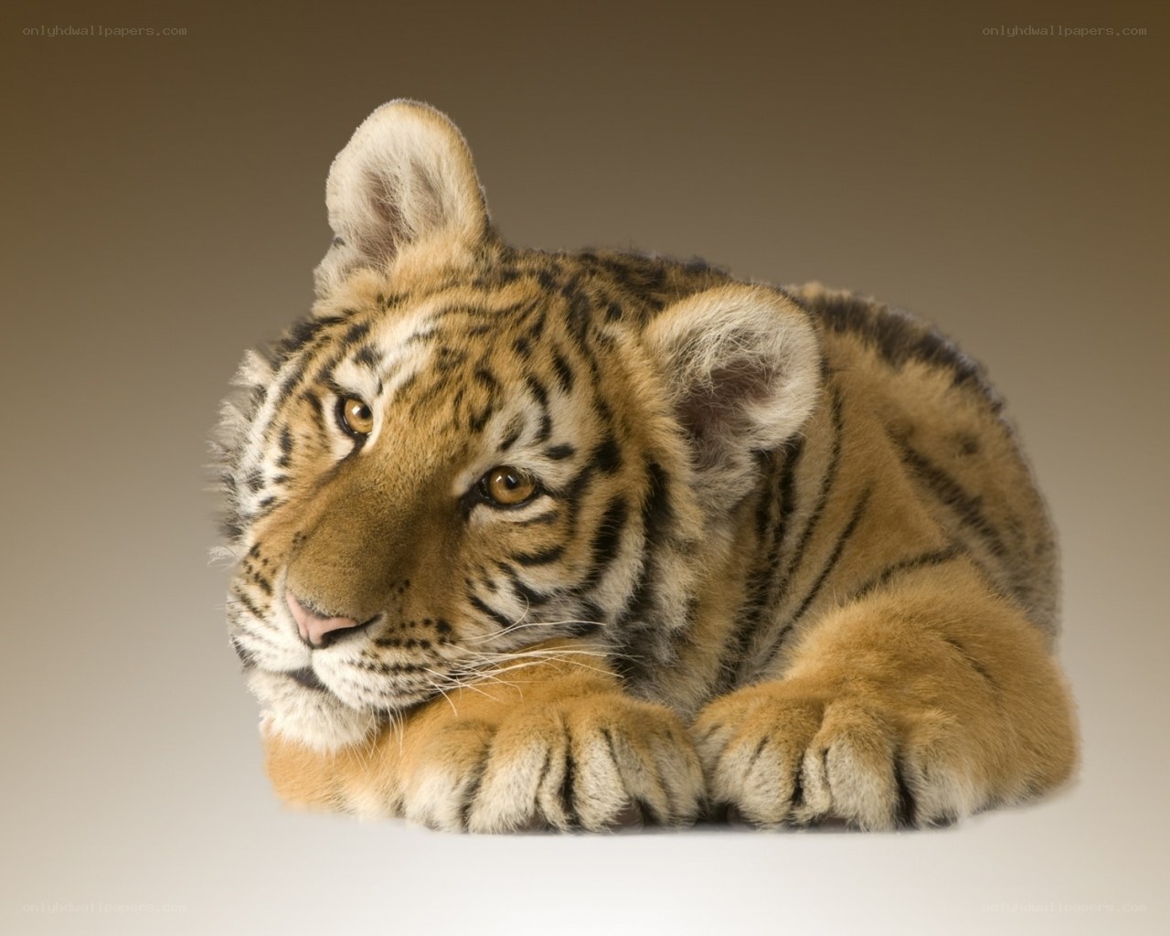 tiger cub lying down