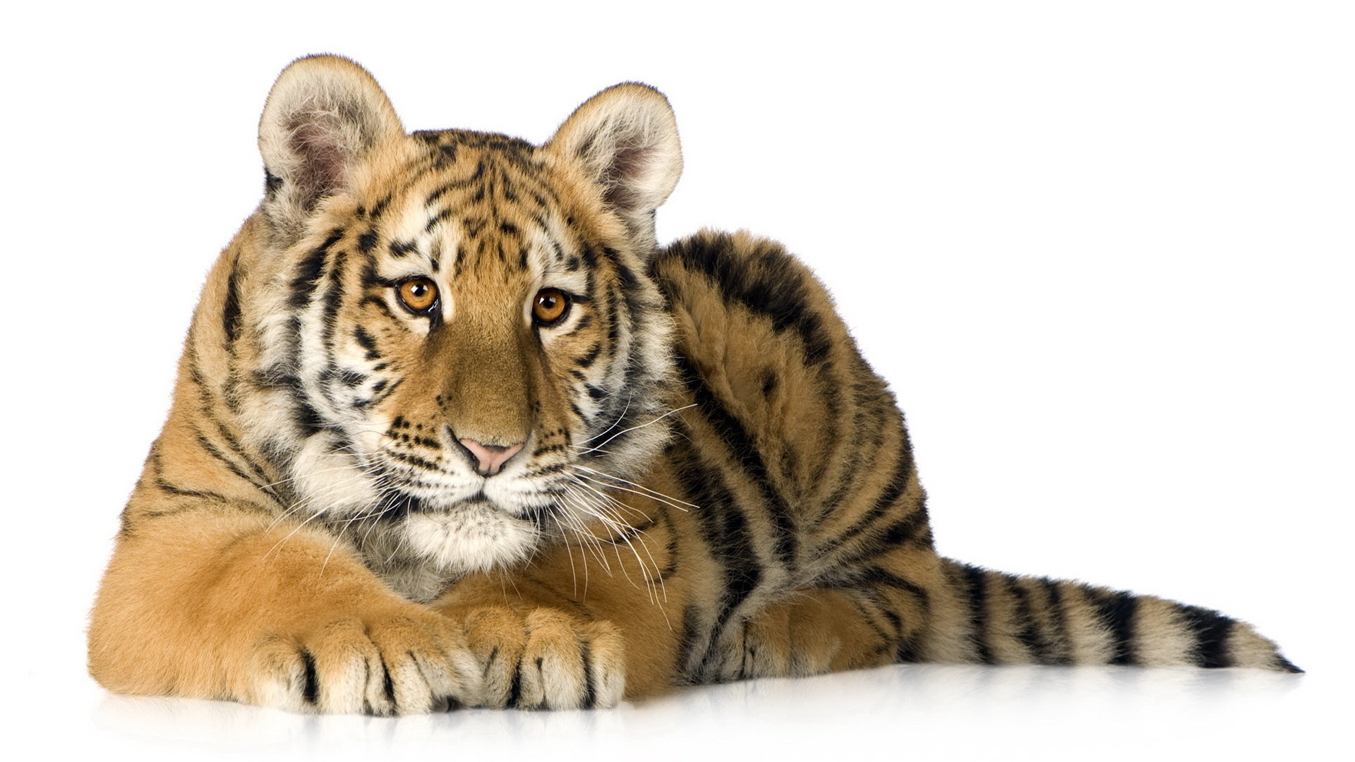 tiger cub lying down