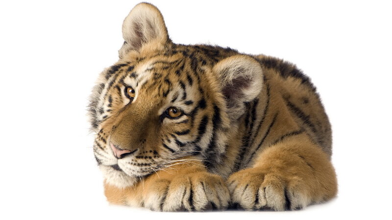 tiger cub lying down